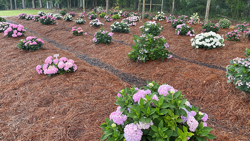 rows pink hydrangea shrubs
